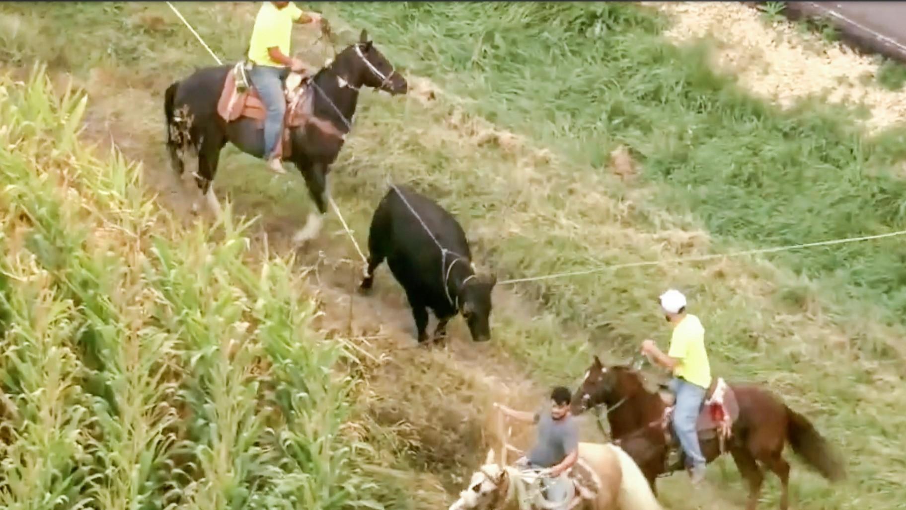 This image made from video provided by ABC 7 Chicago shows a bull on the run after he escaped from a farm in McHenry County, Ill., on Sept. 5, 2024. (WLS-TV/ABC 7 Chicago via AP)