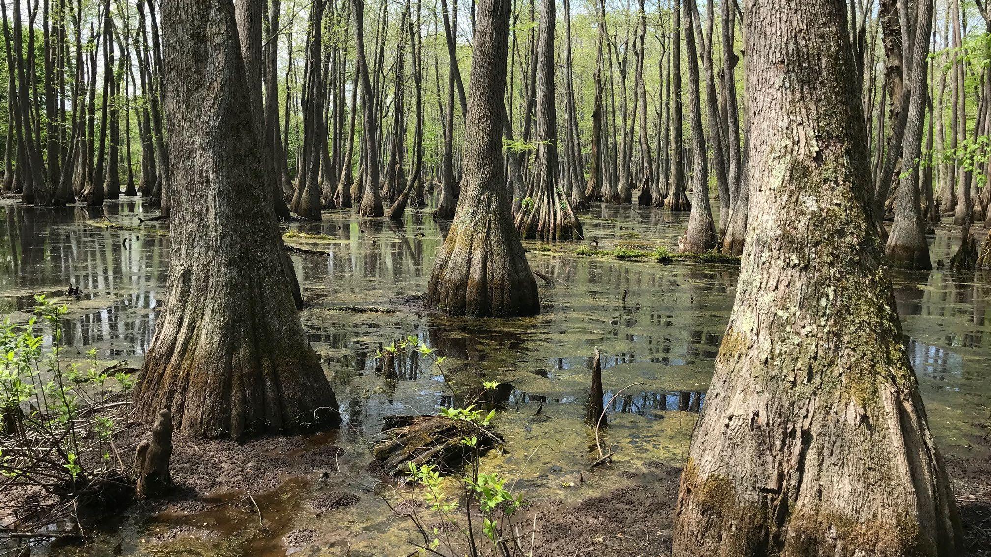 A swamp at Round Pond Nature Preserve. (Courtesy Illinois Nature Preserves Commission)