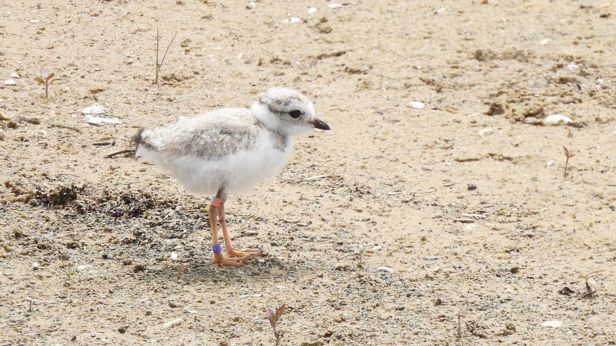 A young Ferris, before the Montrose chicks had even received their names. (Courtesy Chicago Piping Plovers)