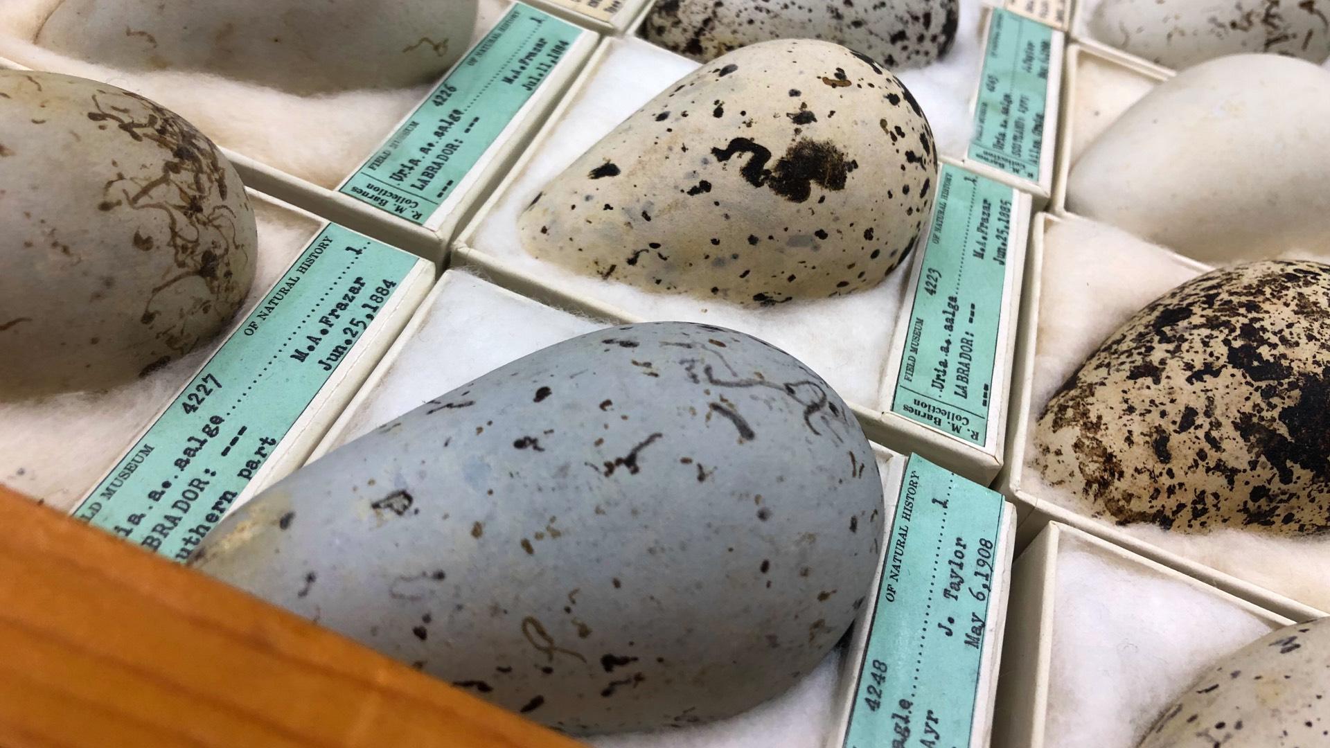 The Field Museum's historic egg collection is shedding new light on climate change. (Patty Wetli / WTTW News)