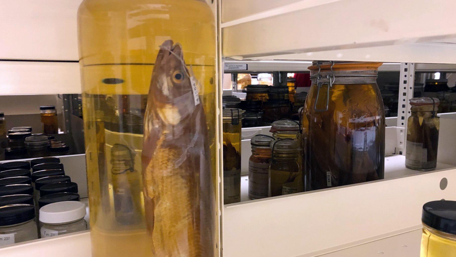 The Field Museum has more than 2 million fish in its research collections. (Patty Wetli / WTTW News)