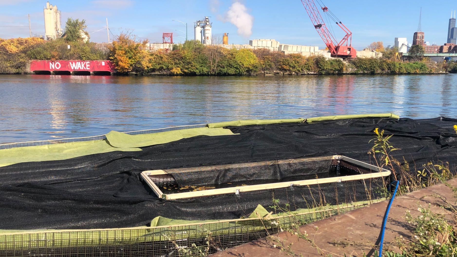 A floating wetland under construction on the South Branch of the Chicago River. Industrial use has stripped the channel of most of its natural vegetation. (Patty Wetli / WTTW News)