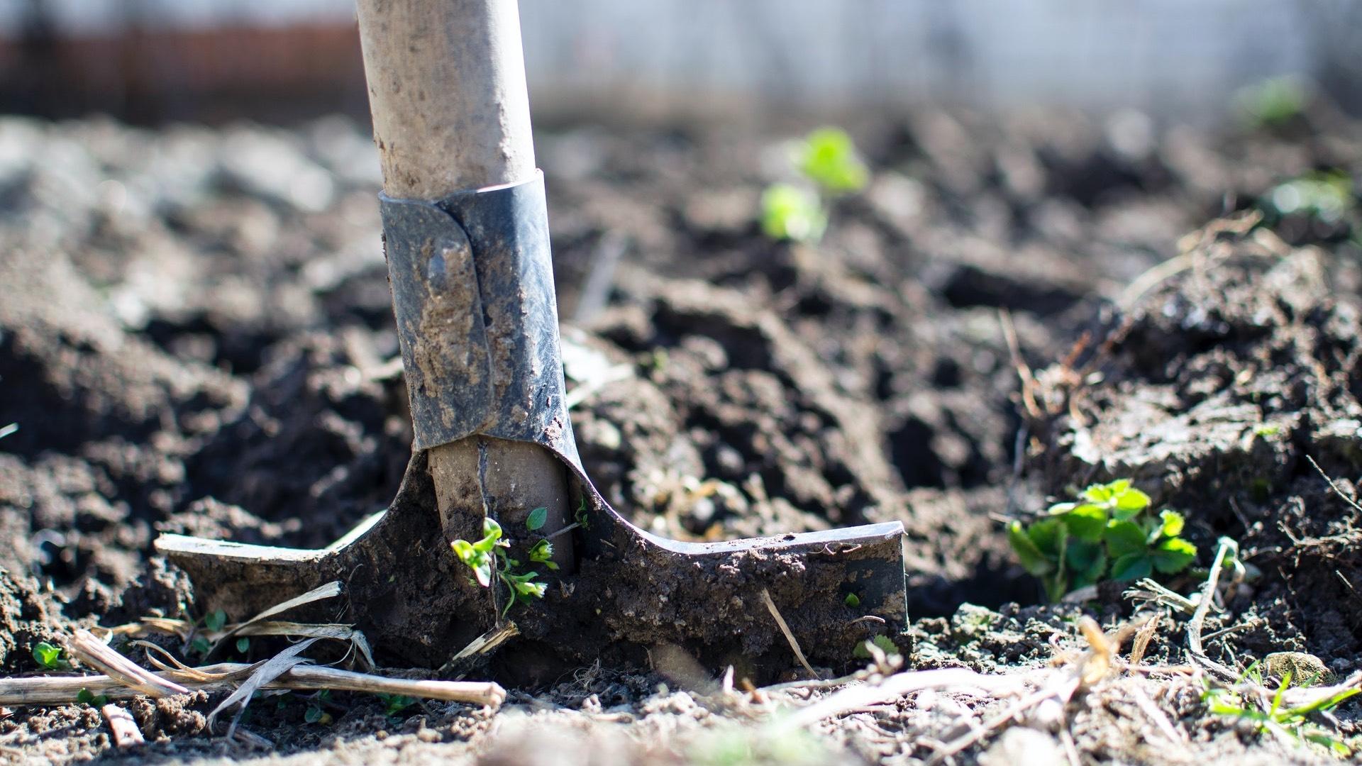 Mid-to-late May is the safest bet for most planting in Chicago. (Lukas / Pexels)