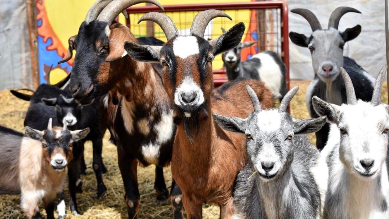 Urban Growers Collective maintains a herd of 17 goats at its South Chicago farm. (Courtesy of Urban Growers Collective)