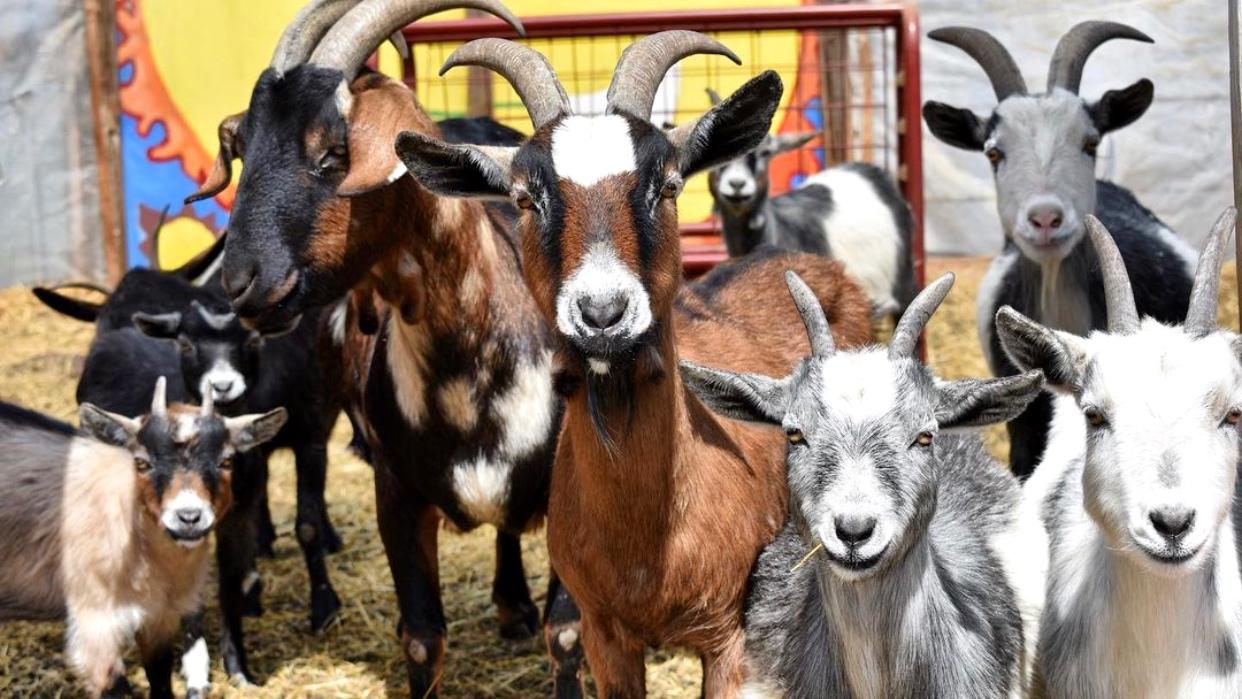 This Herd Of Goats Recycles Christmas Trees In Chicago By Eating Them Chicago News Wttw