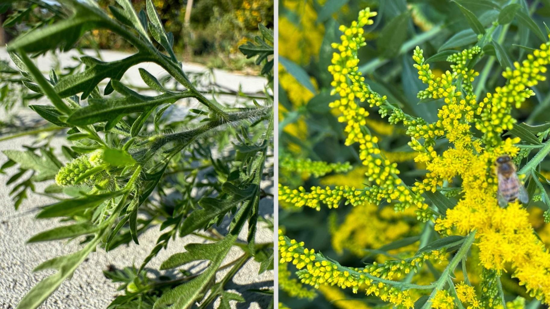Ragweed (l) is a powerful allergen; goldenrod (r) is highly beneficial for insects. (Patty Wetli / WTTW News)