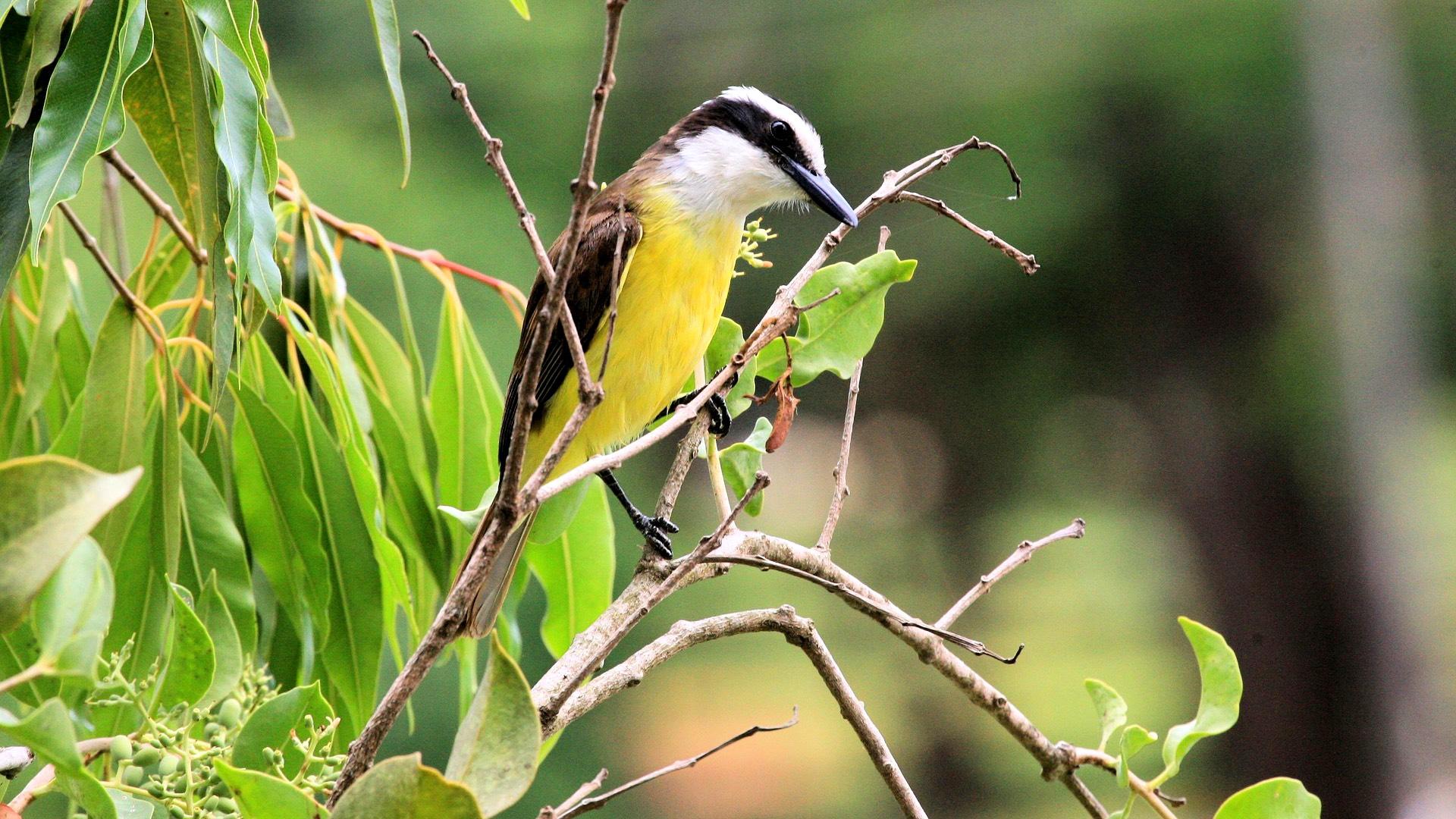 Great Kiskadee (Liam Lysaght / Pixabay)