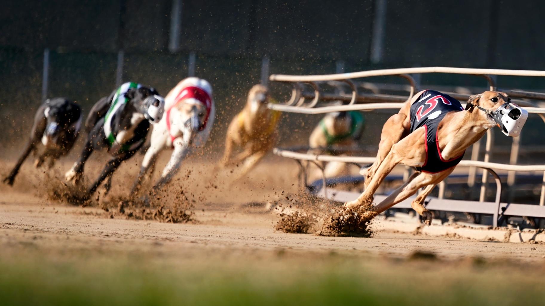 Greyhound Racing Nearing its End in the US After Long Slide | Chicago ...