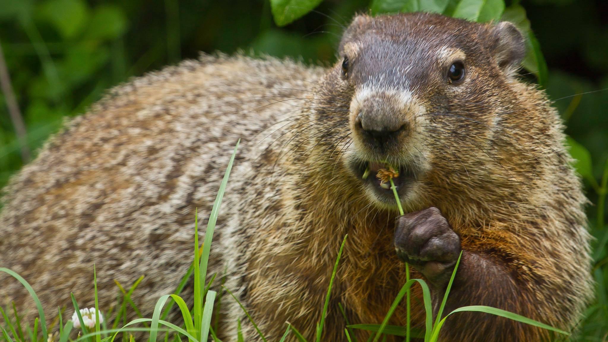 It’s Groundhog Day. Let’s Get To Know The Real Critter Behind The ...