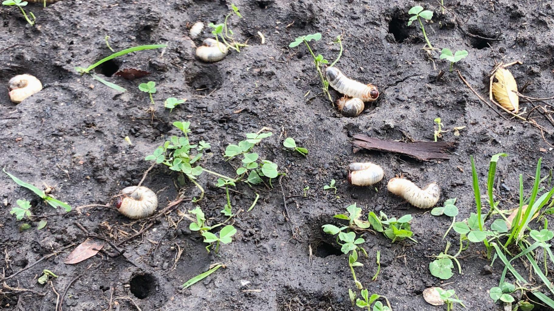 The beetle grubs that ate Welles Park have been dispatched with insecticidal efficiency. (Patty Wetli / WTTW News)