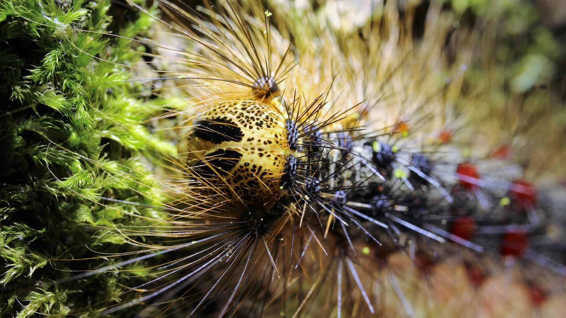 A spongy moth caterpillar. (Feliciano Moya Lopez / Pixabay)