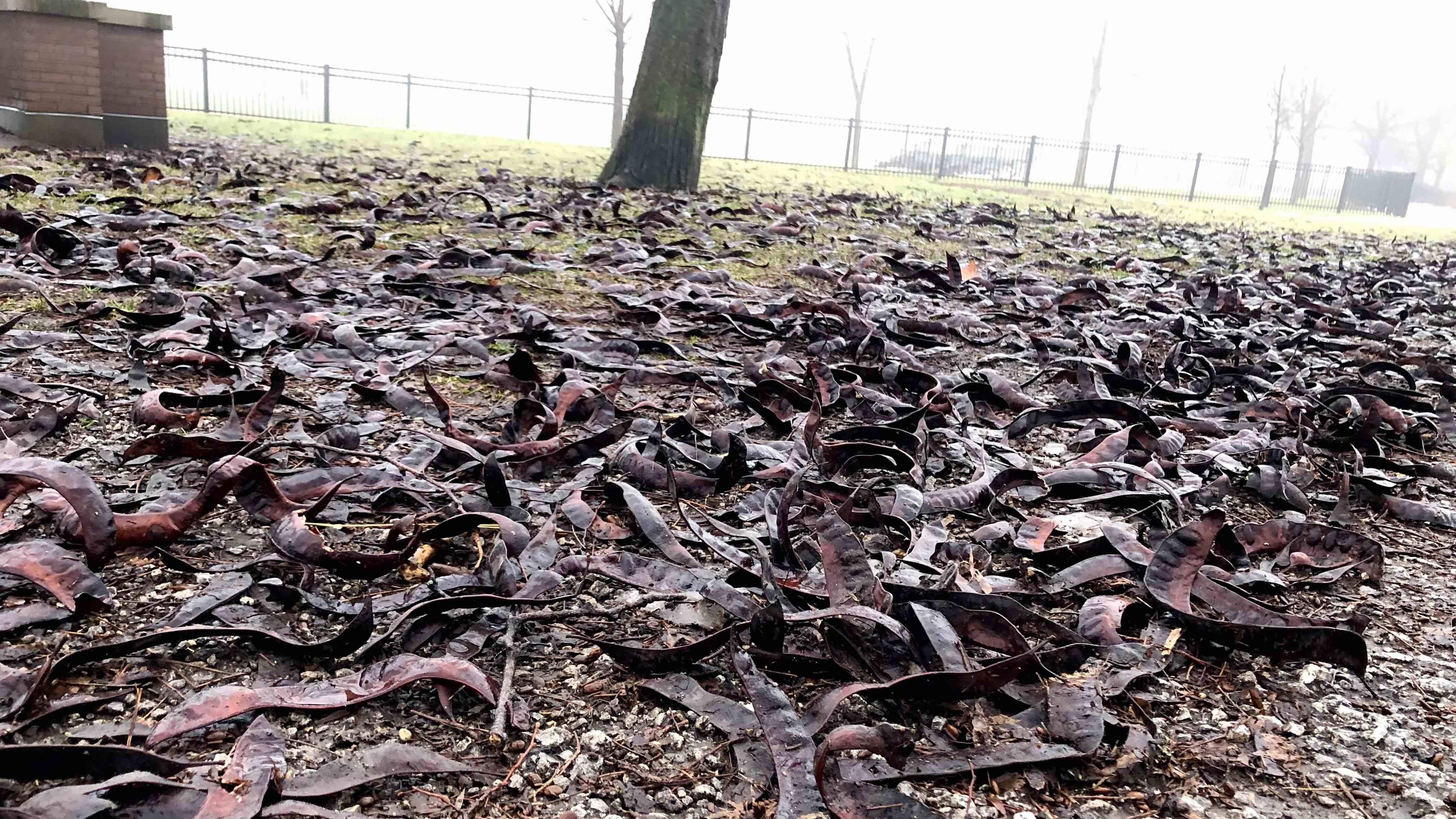 Honey locust seed pods blanket the ground in Albany Park, late January 2024. (Patty Wetli / WTTW News)
