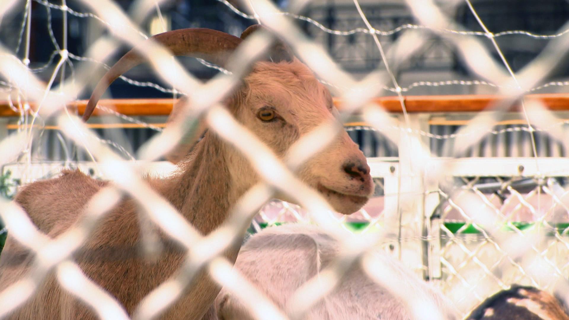 A goat on a boat. (WTTW News)