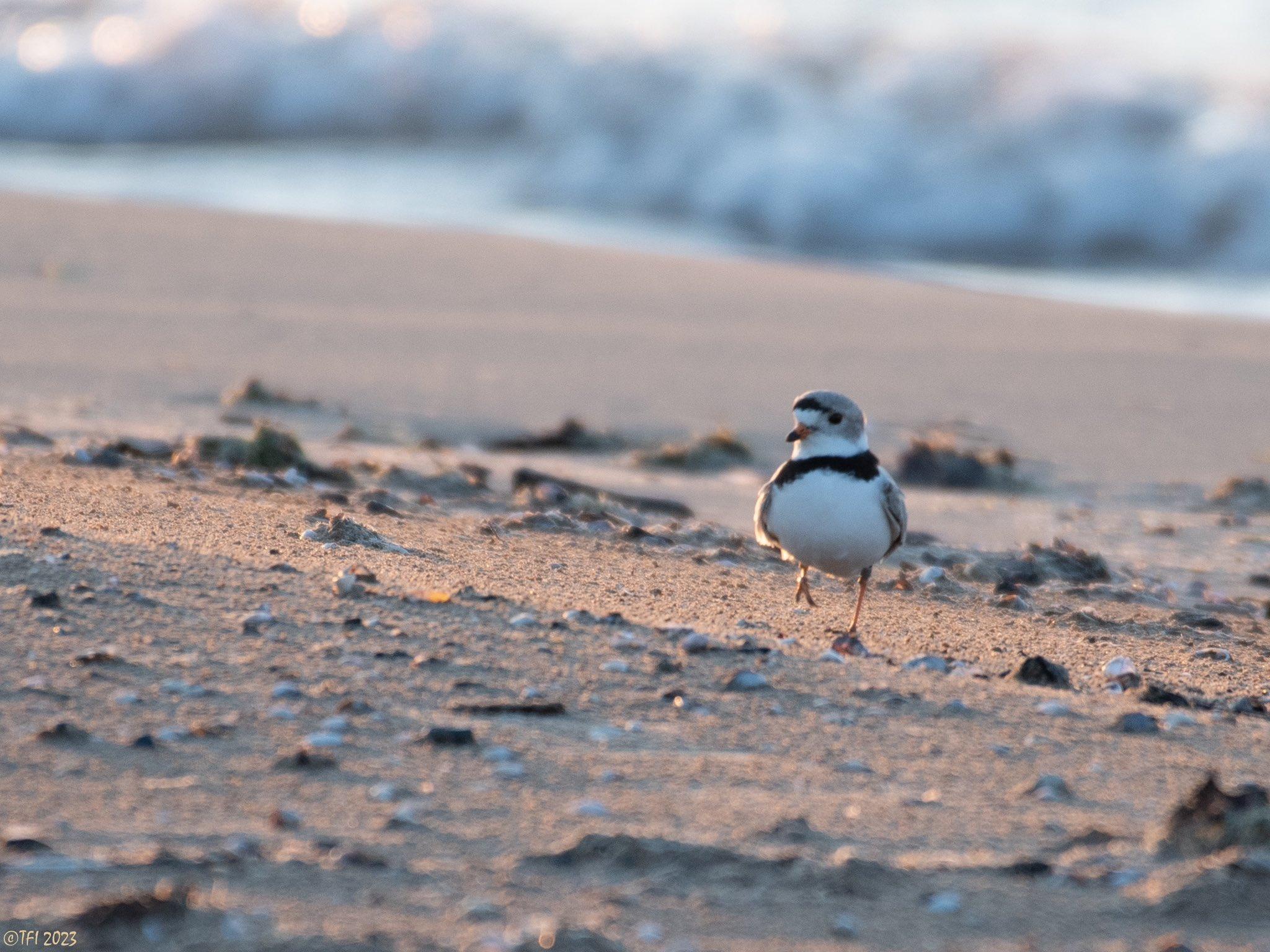 Imani, photographed in April 2023 at Montrose Beach. (Courtesy of Tamima Itani)