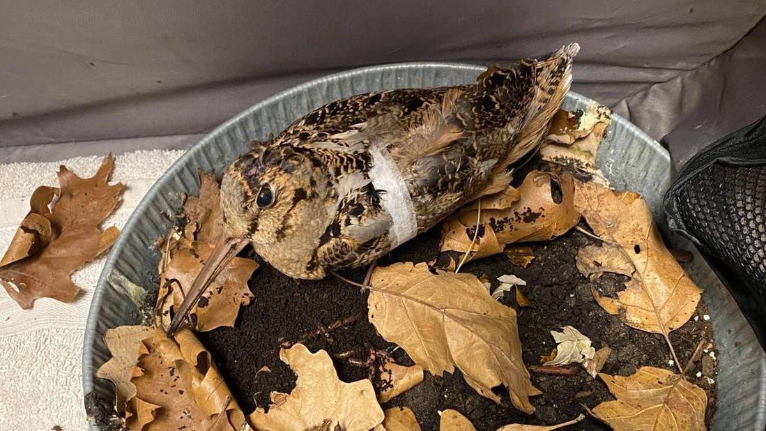 An American woodcock is being treated for injuries after colliding with a building in Chicago. (Courtesy Willowbrook Wildlife Center)