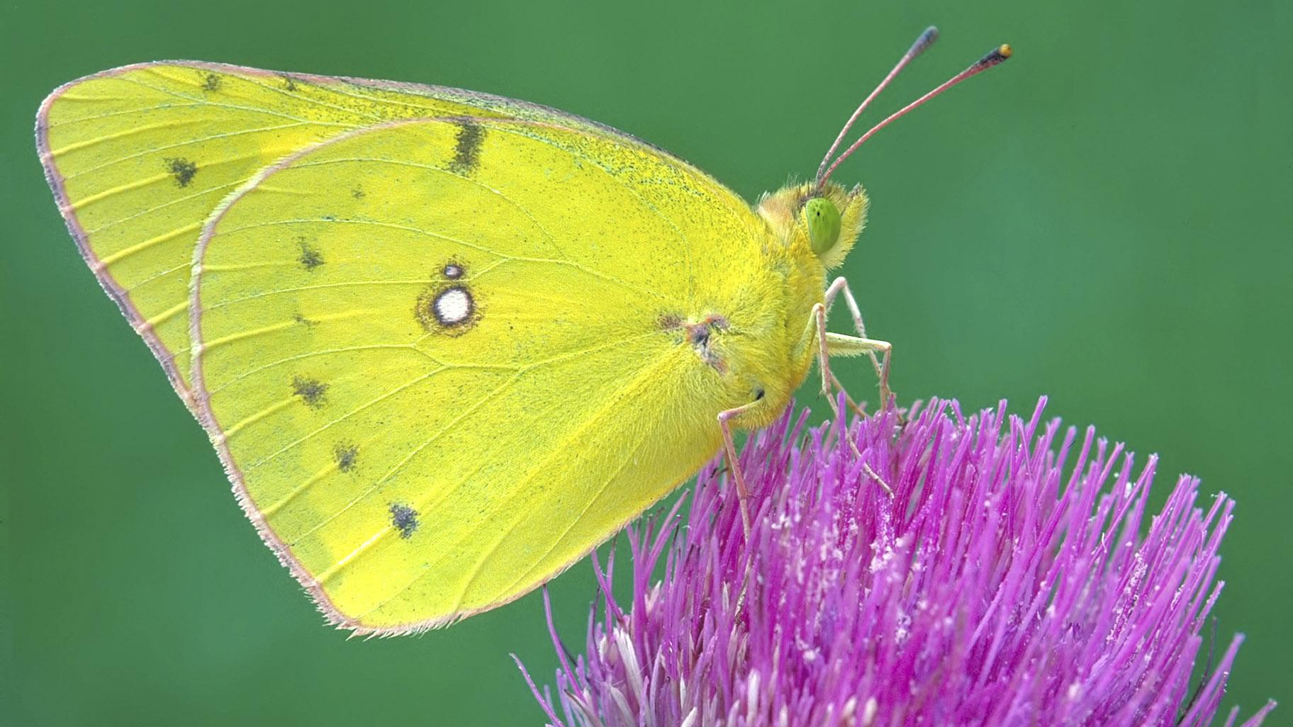 This undated photo provided by Michael Thomas in April 2020 shows a clouded sulphur butterfly in Cromwell, Conn. (Mike Thomas via AP)