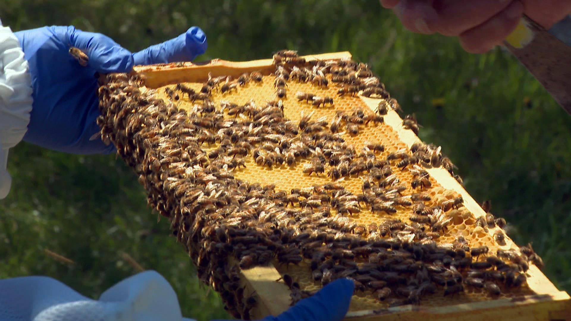 Karen and Jim Belli say the secret ot their honey is the diversity of the local trees and plants in northeastern Illinois, making it in their view one of the best places to raise honeybees in the entire country. (WTTW News)