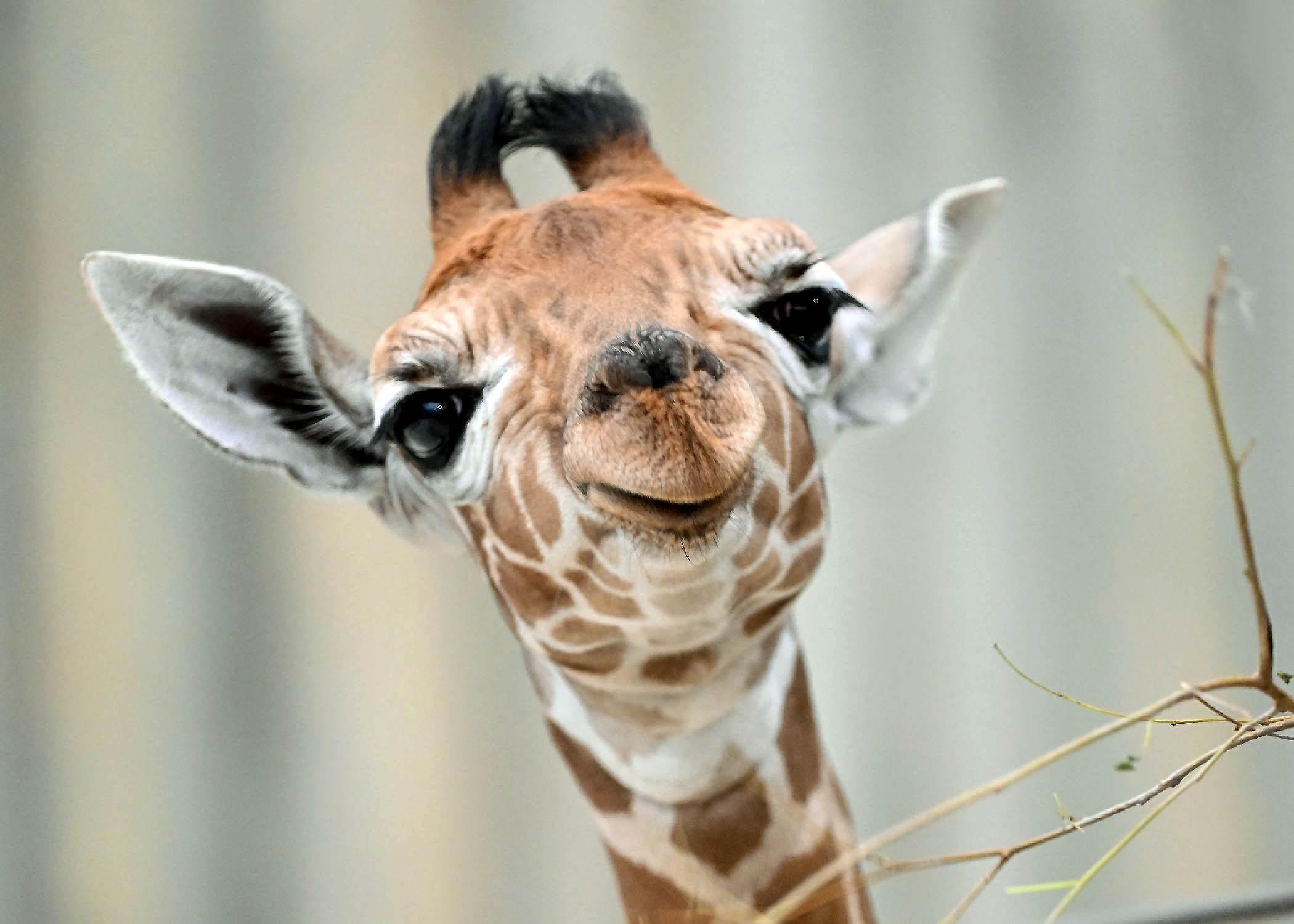Brookfield Zoo’s Baby Giraffe Makes Her Public Debut, and She Has a