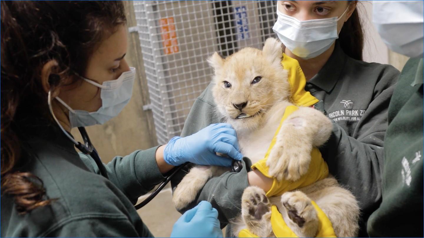 One of Lincoln Park Zoo's new lion cubs receives his first checkup. (Lincoln Park Zoo)