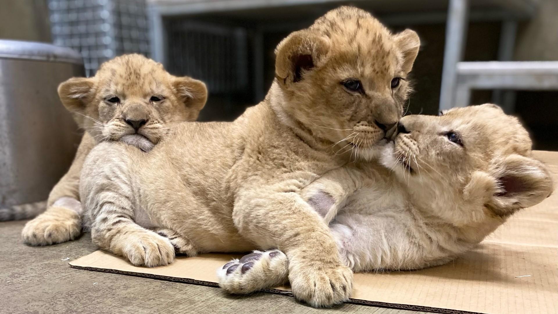Sidai, Lomelok and Pesho — African lion cubs born at Lincoln Park Zoo. (Lincoln Park Zoo / Jill Dignan)