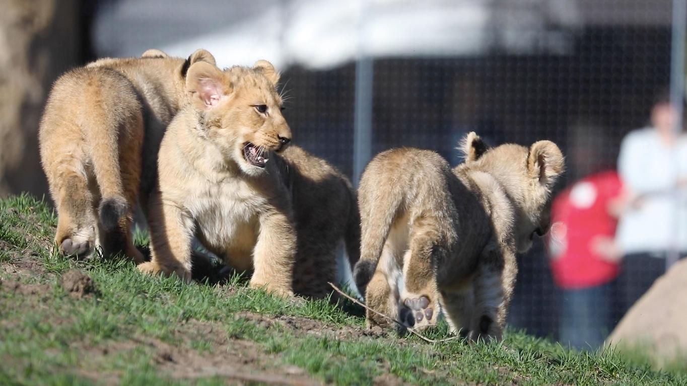 Lincoln Park Zoo's new lion cubs make their public debut, April 14, 2023. (Courtesy Lincoln Park Zoo)