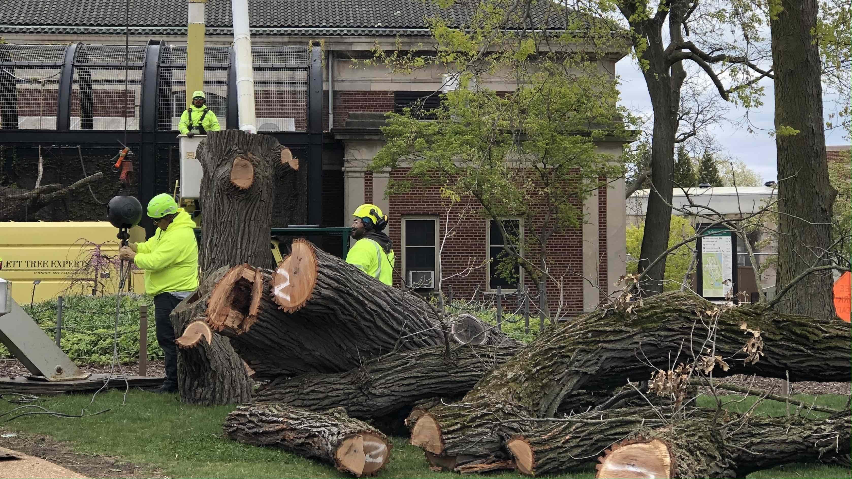 A bur oak, estimated at 250-300 years old, is dismantled at Lincoln Park Zoo, May 2, 2023. (Patty Wetli / WTTW News)
