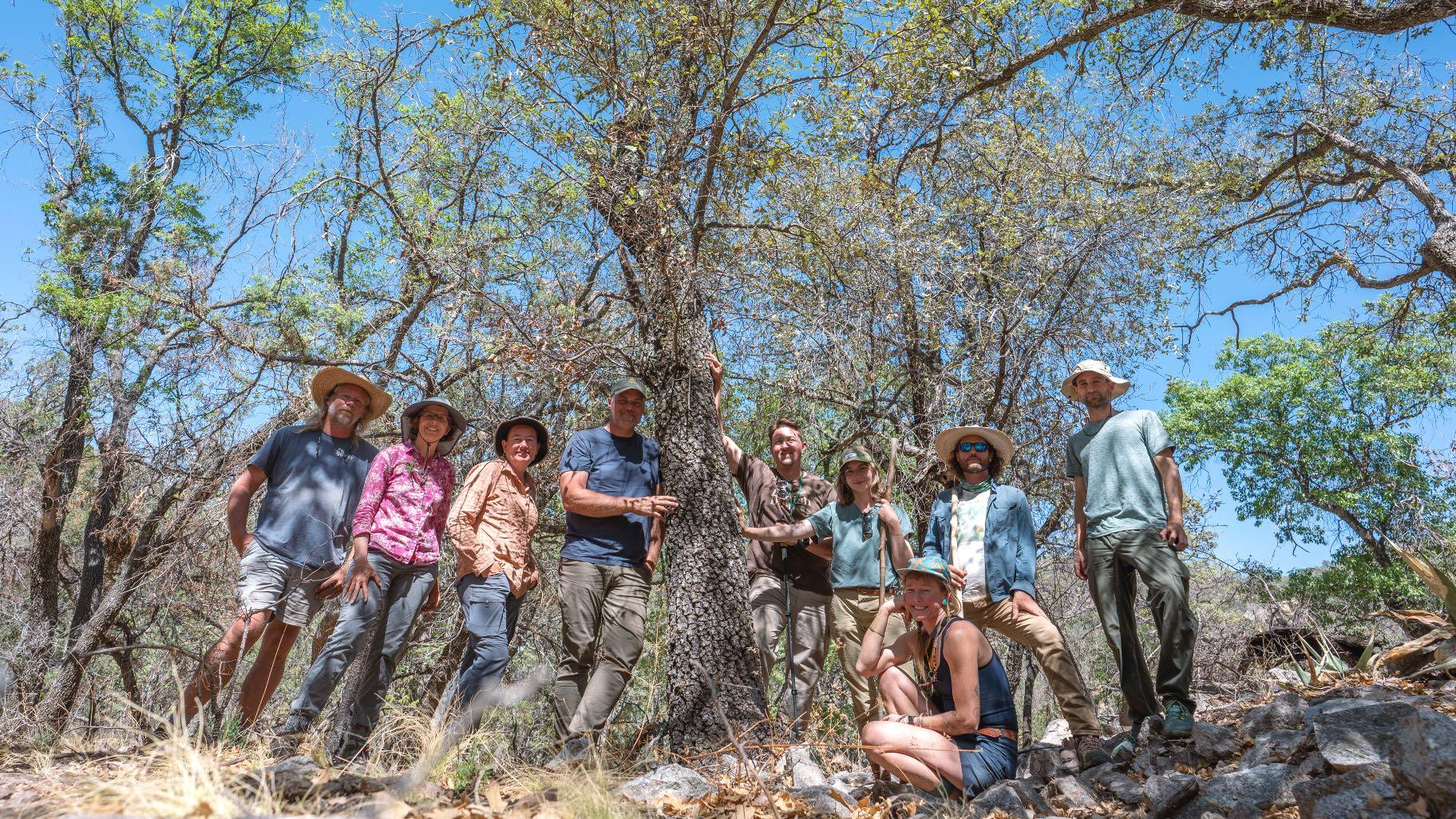 Scientists gather around what may be a lateleaf oak, thought to be extinct. In Big Bend National Park, May 2022. (Courtesy of U.S. Botanic Garden)