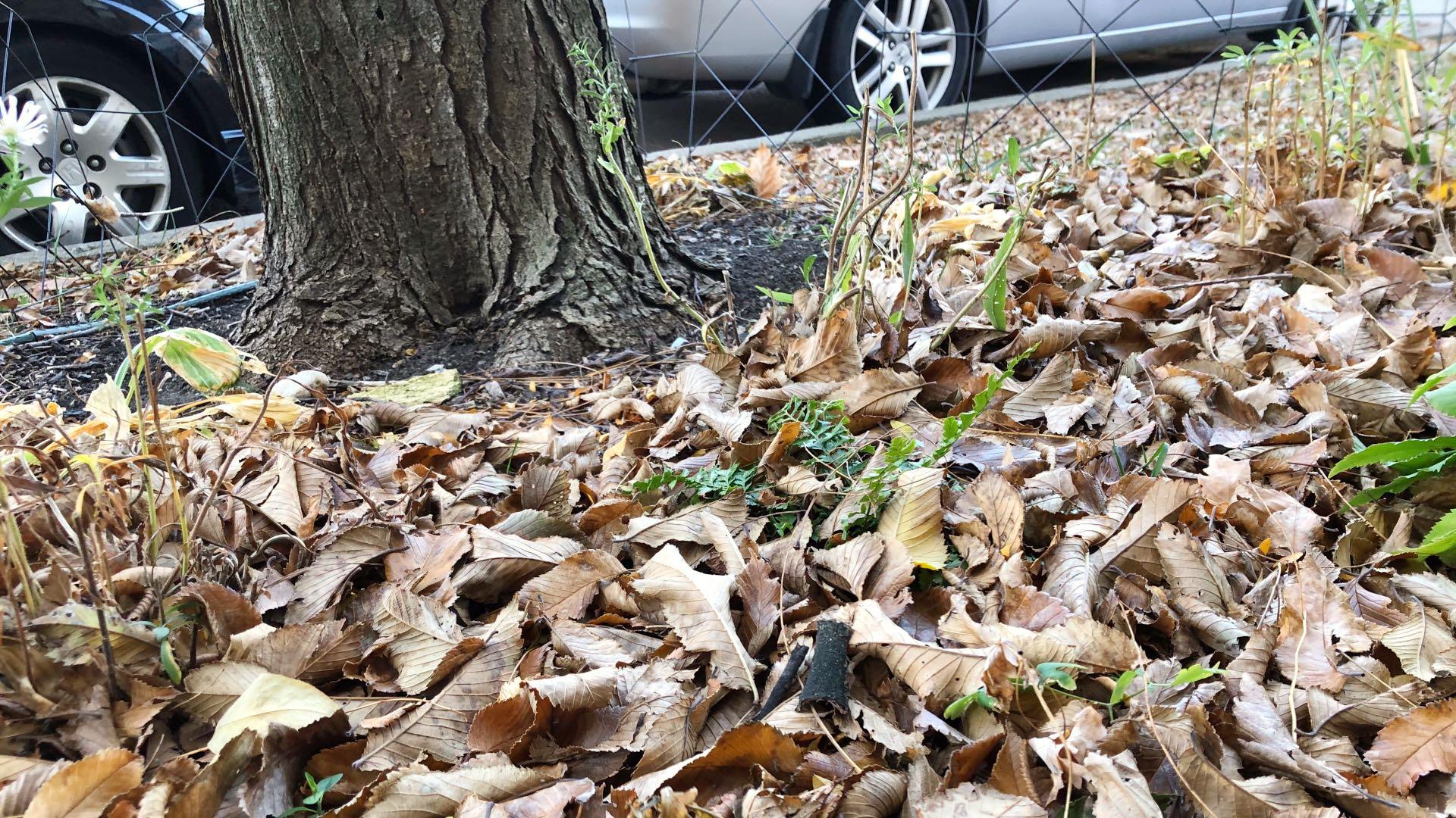 Clear Bags of Fall Leaves with Moisture Inside by Curb with Yard