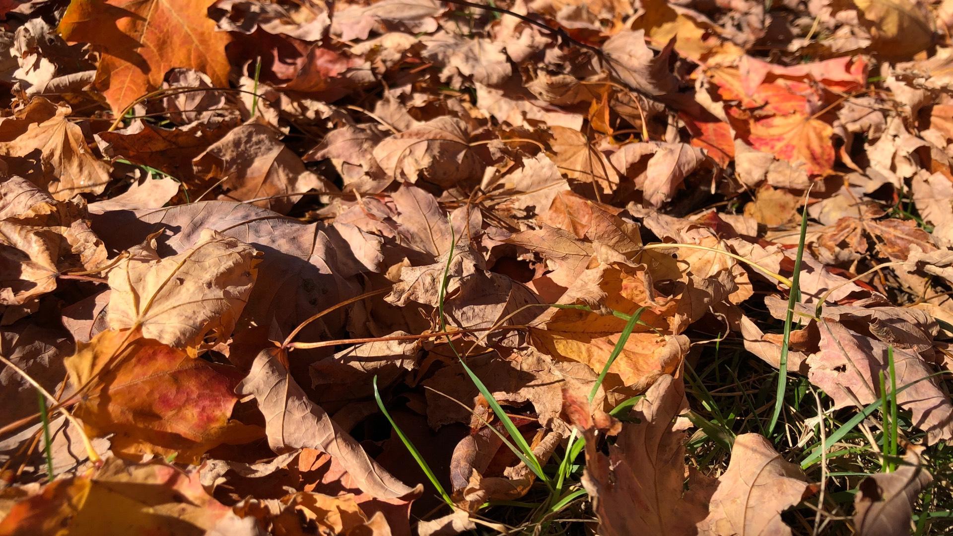 How to Bag Autumn Leaves