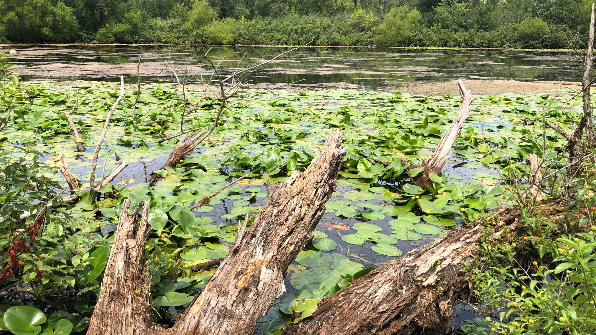 Pond at Sand Ridge Nature Center, a Cook County Forest Preserve in the Calumet region. (Patty Wetli / WTTW News)