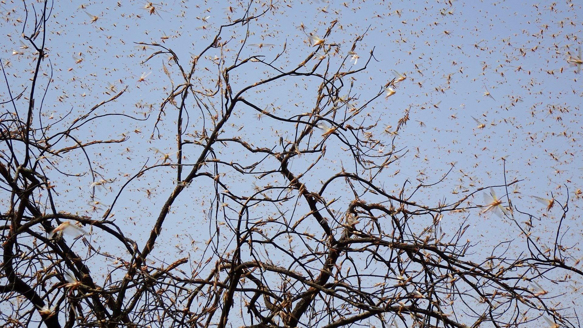 Locust swarm. (Sarangib / Pixabay)