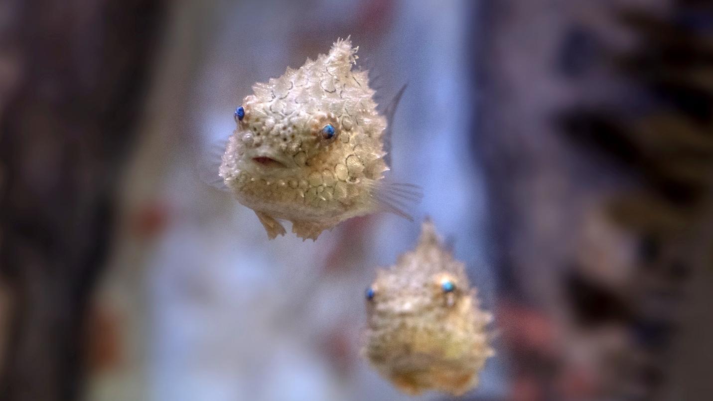 Lumpsuckers at the Shedd Aquarium. (Shedd Aquarium)