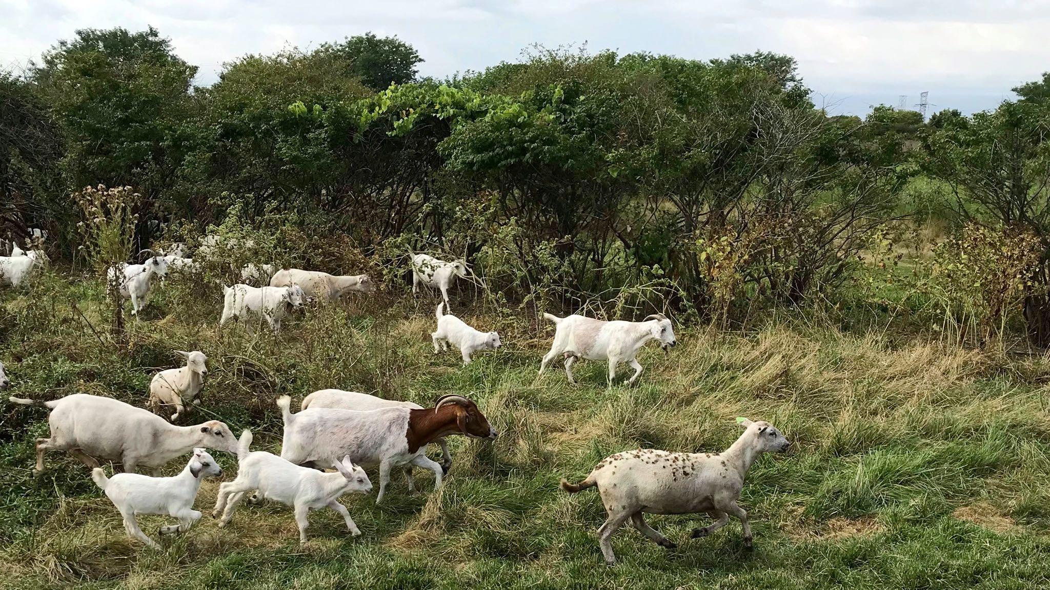 Goats and sheep on the job at MWRD's Calumet plant. (Metropolitan Water Reclamation District of Greater Chicago / Facebook)