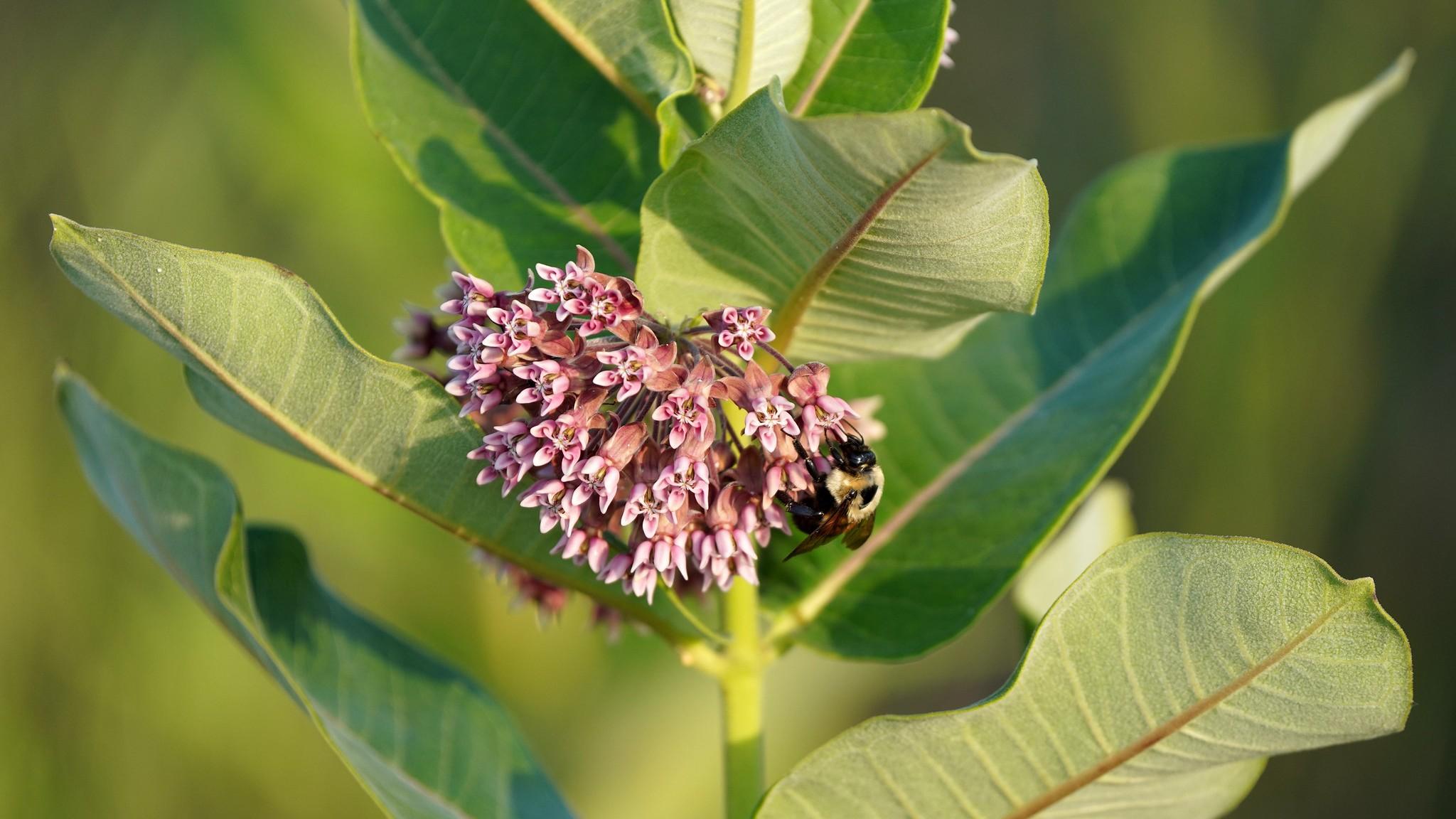 Common milkweed. (U.S. Fish and Wildlife Service / Flickr Creative Commons)