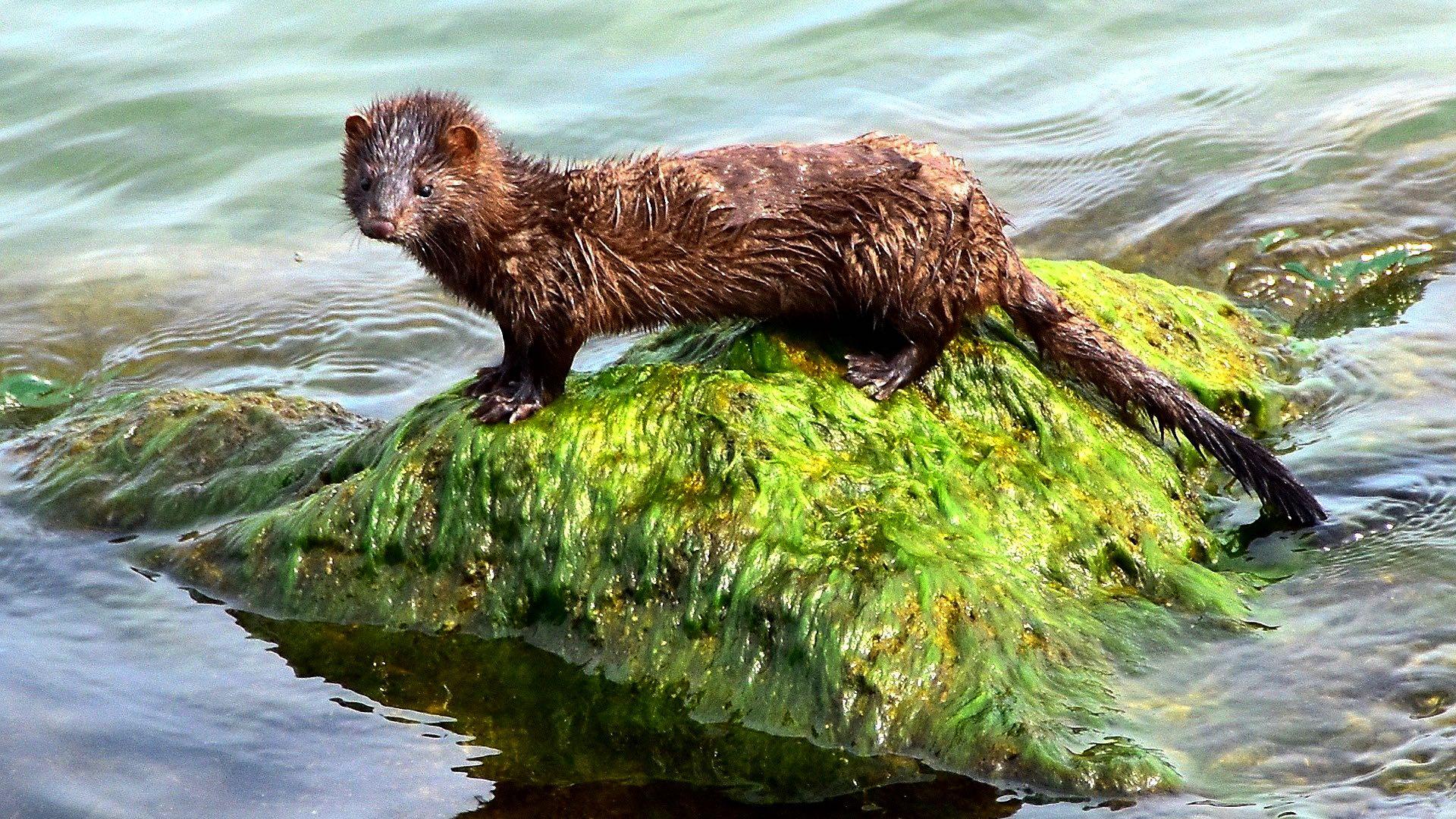 The American mink is equally at home on land or in the water. And despite its size, is not to be trifled with. (Jan Den Ouden / Pixabay)