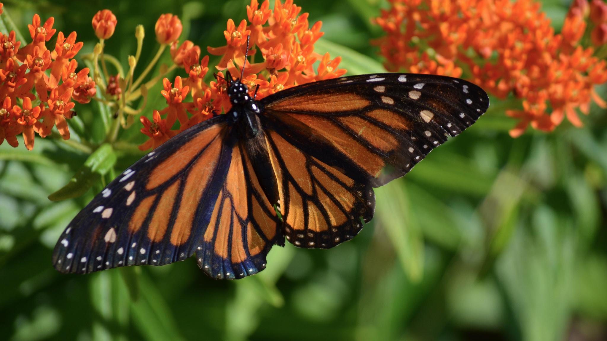 The monarch butterfly, dining on milkweed. (U.S. Fish and Wildlife Service Midwest Region) The monarch butterfly, dining on milkweed. (U.S. Fish and Wildlife Service Midwest Region)