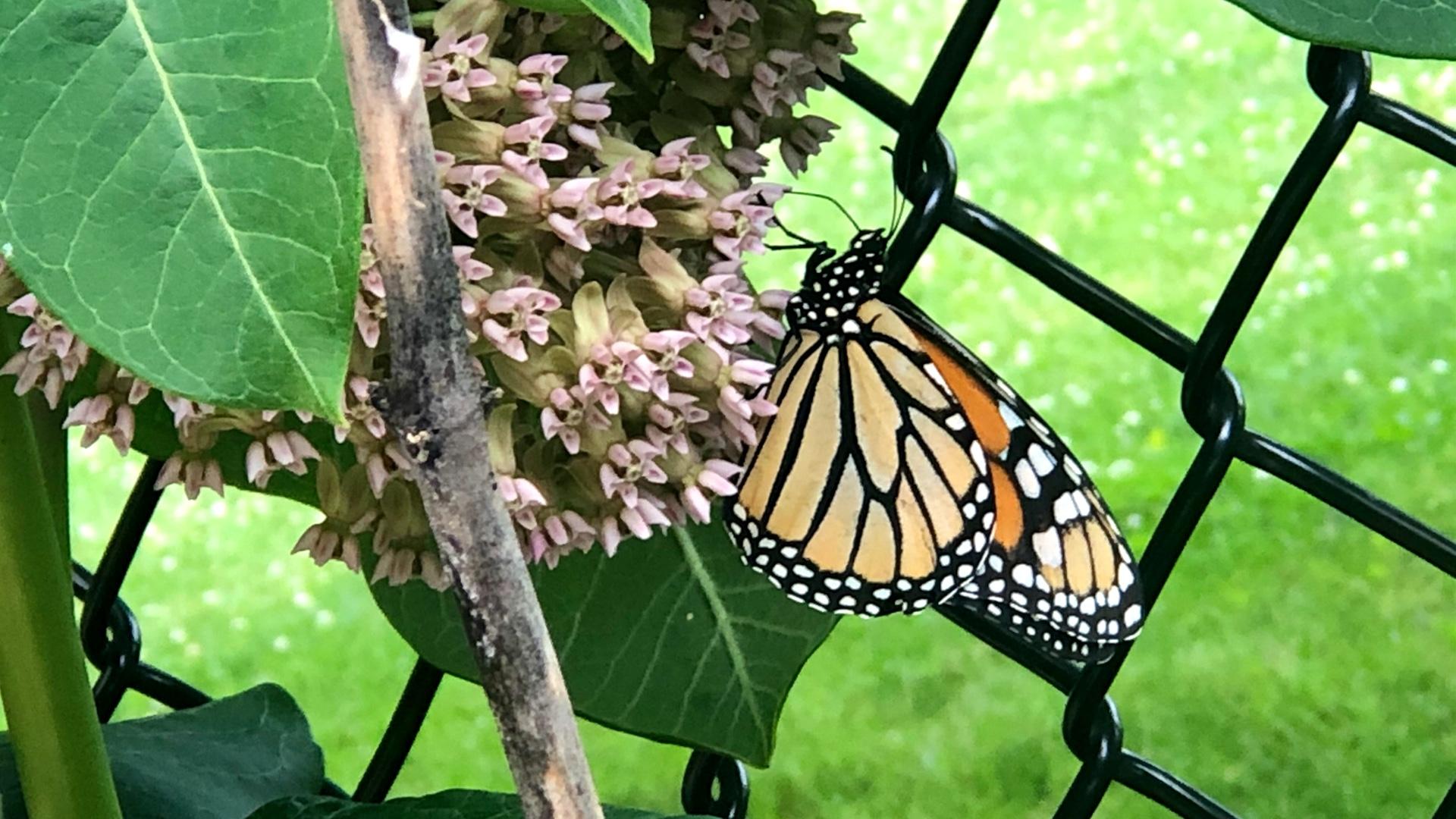 A monarch butterfly feeds on milkweed, which is the sole food source for monarch caterpillars. (Patty Wetli / WTTW News) 