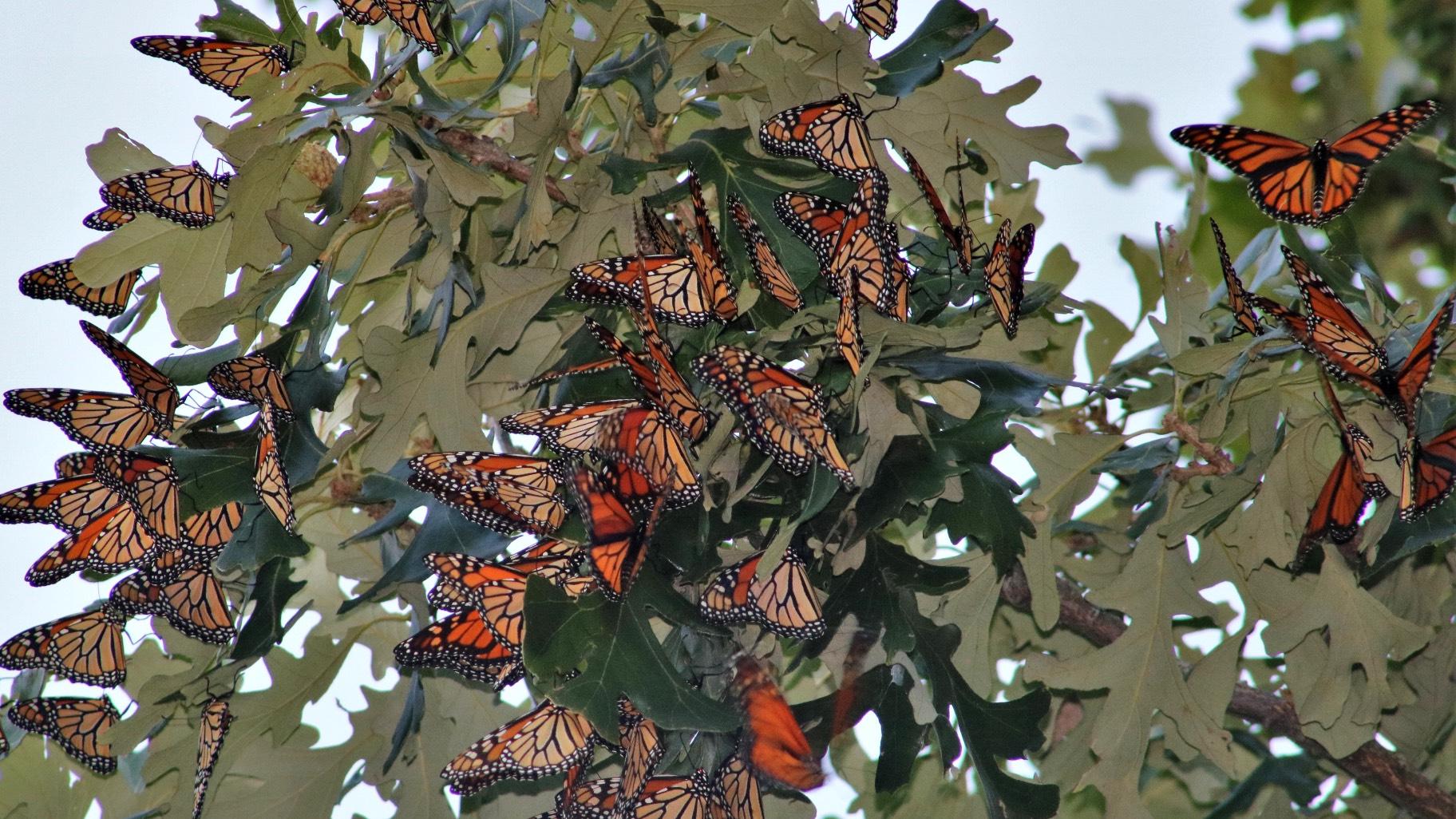 Monarch butterflies roosting in Midewin National Tallgrass Prairie. (Courtesy of Ron Kapala)