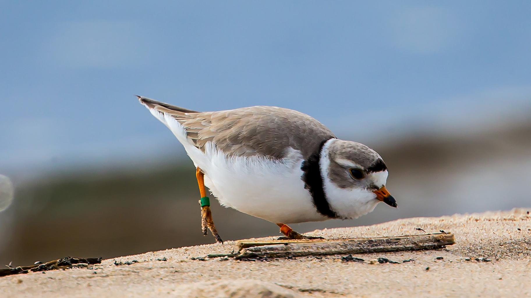 A piping plover on Waukegan Beach in 2018. (Ethan Ellis / Flickr)