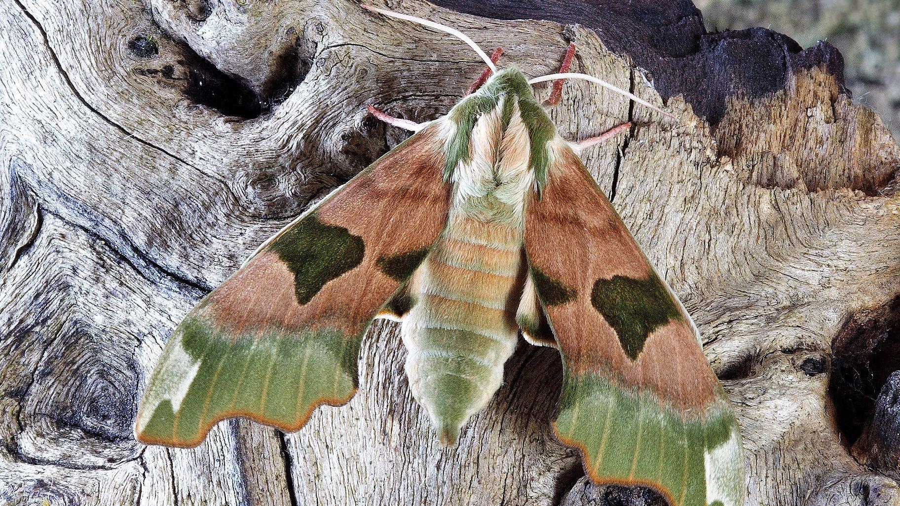 A hawk moth. (Ian Lindsay / Pixabay)