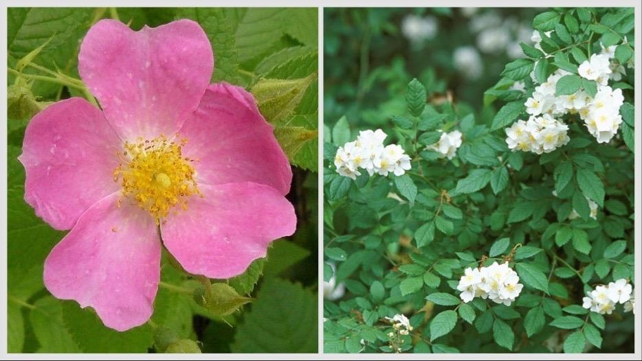 Native climbing rose (l) and invasive multiflora rose (r). (Credits: Peter Chen, College of DuPage, Bugwood.org (l); James H. Miller, USDA Forest Service, Bugwood.org)