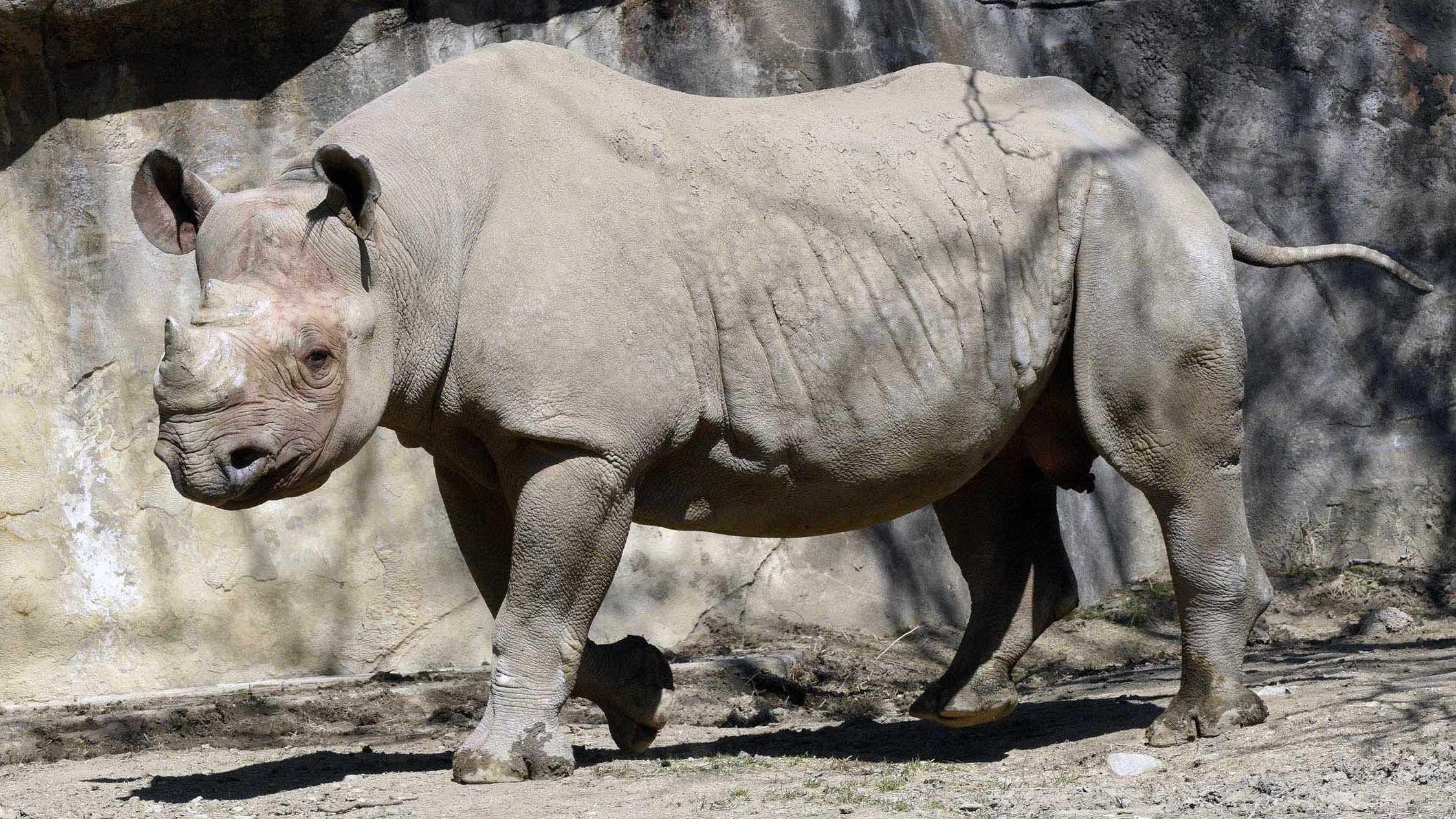 Nakili, the eastern black rhinoceros. (Jim Schulz / CZS-Brookfield Zoo)