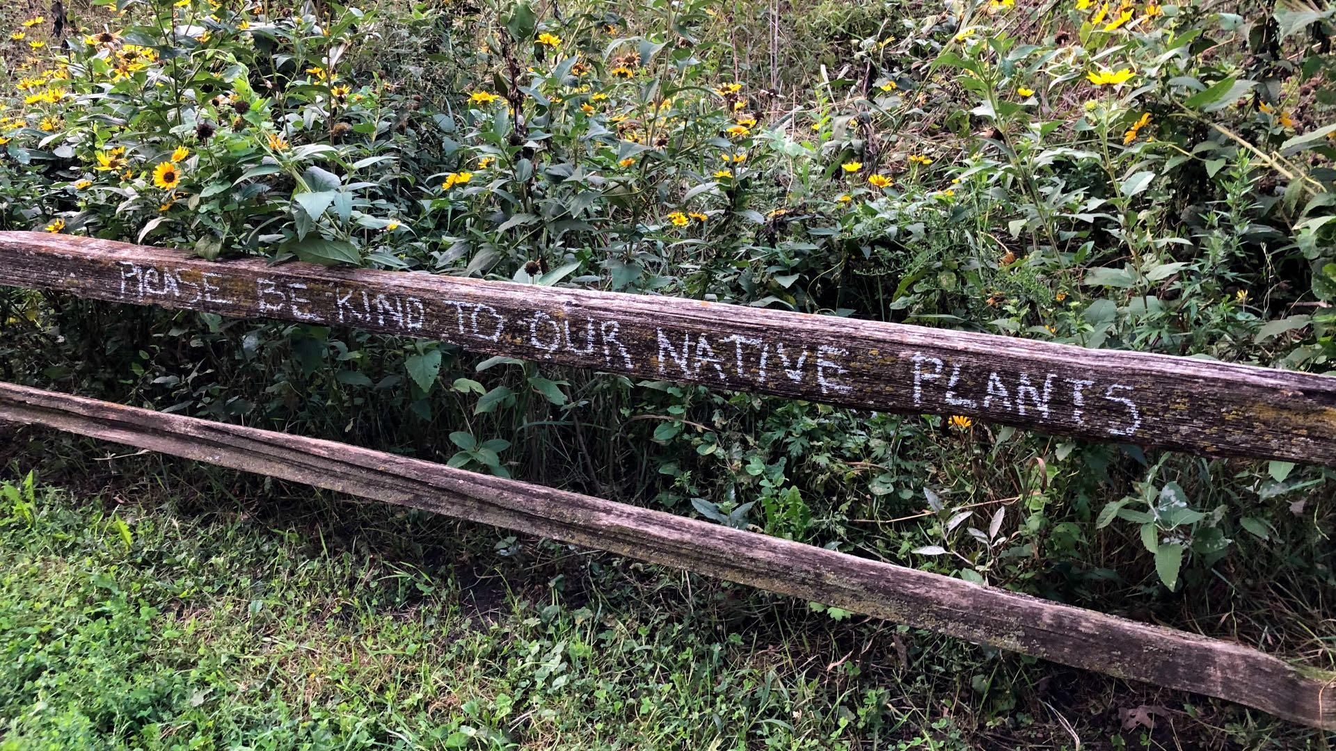 Native plants are highly beneficial for the environment, but they often get mistaken for weeds. (Patty Wetli / WTTW News)