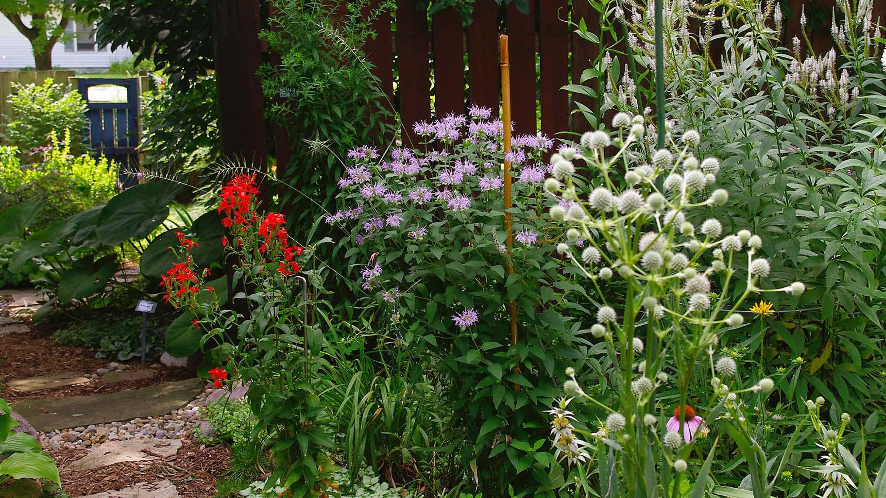 Do these look like weeds? Native plants can create a beautiful landscape that's more eco-friendly than grass. (Ron Frazier / Flickr)