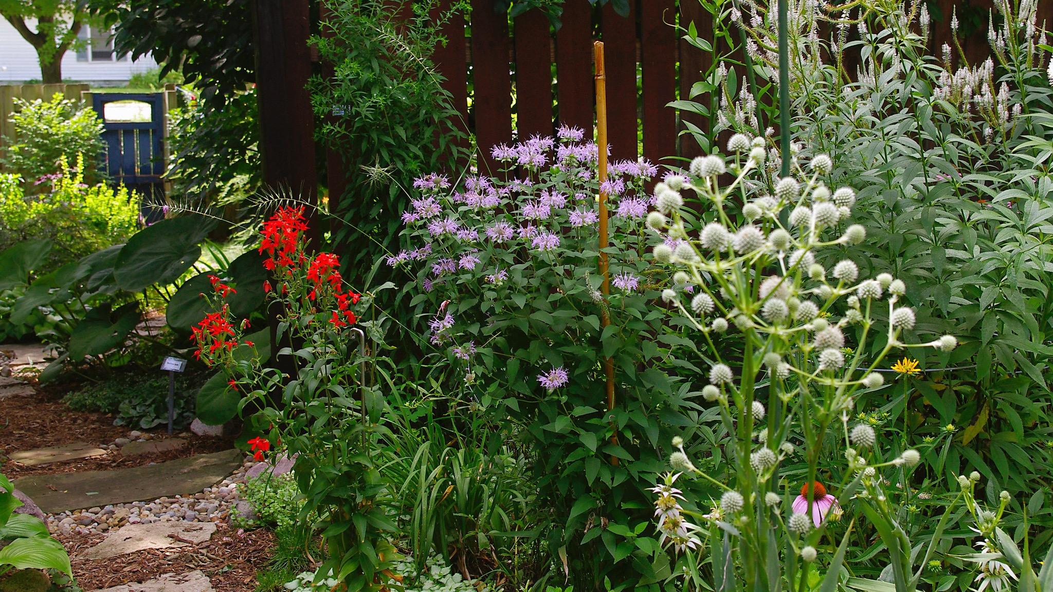 Bee balm, rattlesnake master, horsemint and Culver’s root are among the native plants in this garden that homeowner associations in Illinois can no longer ban. (Ron Frazier / Flickr Creative Commons) Bee balm, rattlesnake master, horsemint and Culver’s root are among the native plants in this garden that homeowner associations in Illinois can no longer ban. (Ron Frazier / Flickr Creative Commons)