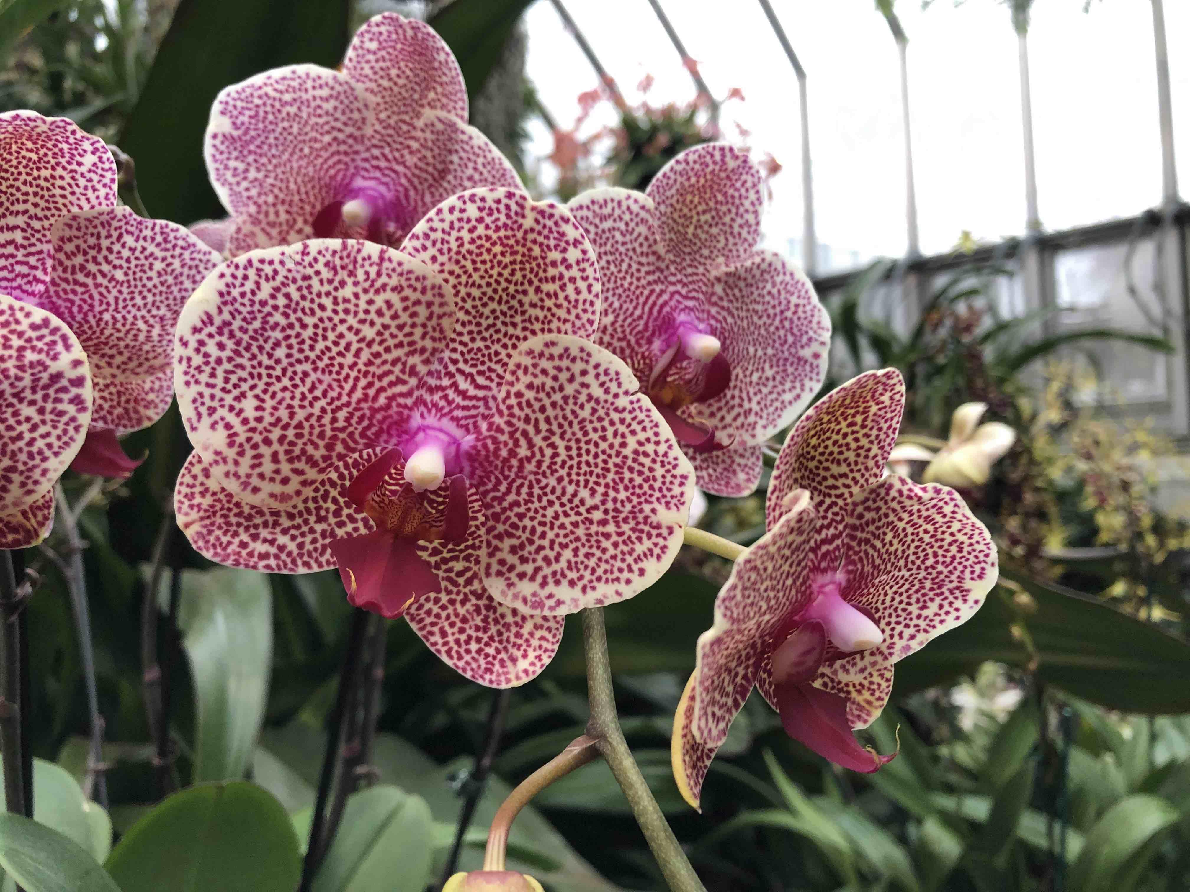 The Chicago Botanic Garden's orchid show is a colorful sight for winter weary eyes. (Patty Wetli / WTTW News)