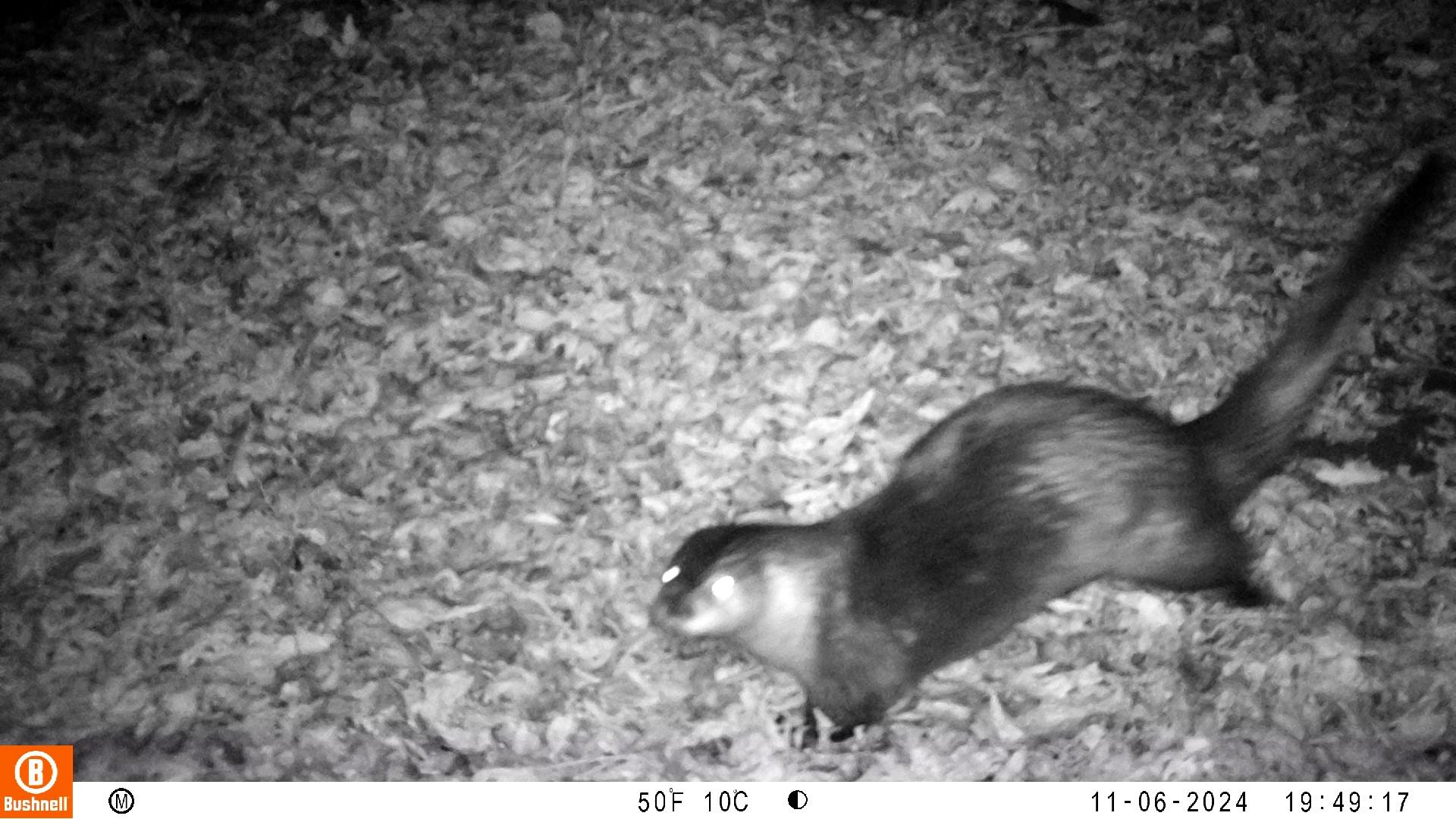 River otter snapped this fall in Lincolnshire by a wildlife camera set up by Lincoln Park Zoo’s Urban Wildlife Institute. (Courtesy Lincoln Park Zoo)