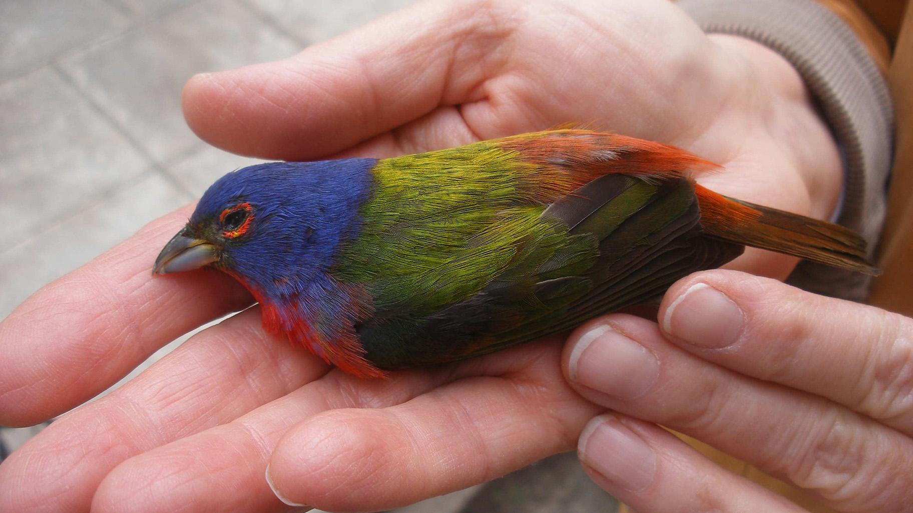 Migrating birds frequently are injured or stunned colliding with buildings in Chicago. (Courtesy of Chicago Bird Collision Monitors)