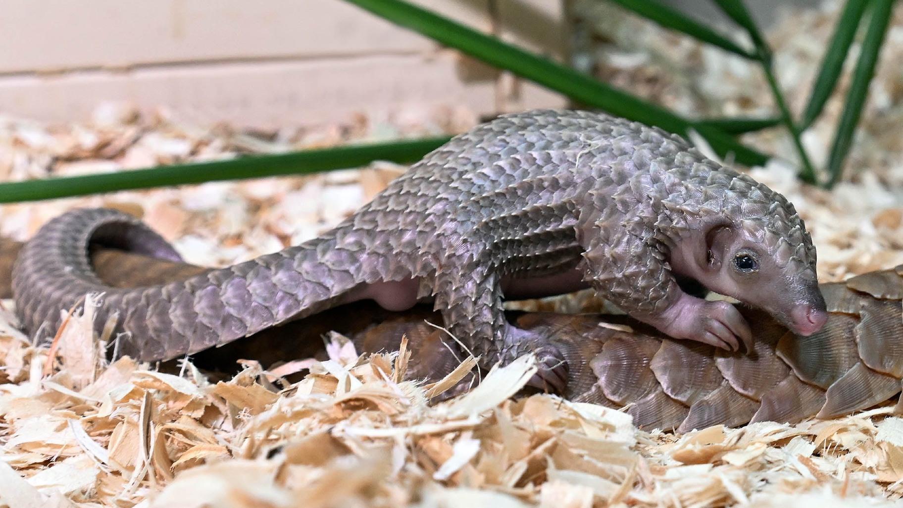 Pangolin Pup Born at Brookfield Zoo, Part of Global Effort To Save ...