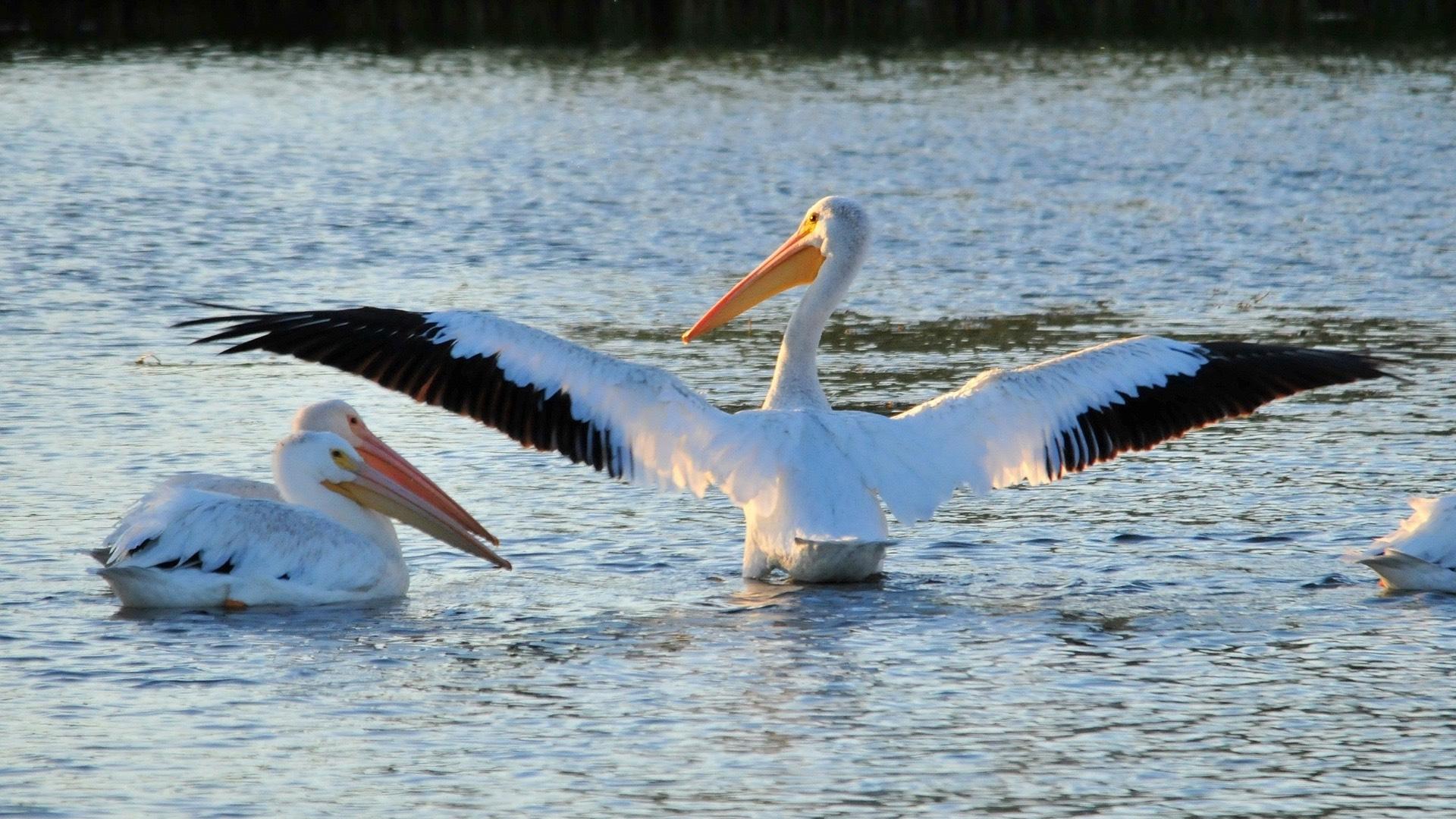 Want To See A Really Big Bird? Pelicans Are Enjoying A Layover In ...